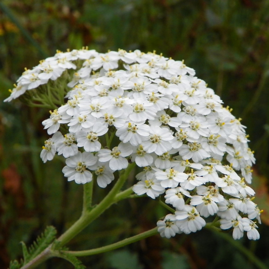 Yarrow Tincture